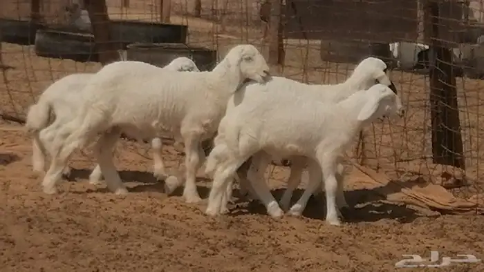 غنم حرية خلفات جروم طيبة بهمها جواهر 5 معها 5 43