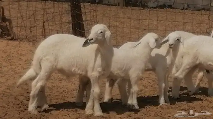 غنم حرية خلفات جروم طيبة بهمها جواهر 5 معها 5 35