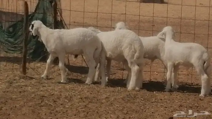 غنم حرية خلفات جروم طيبة بهمها جواهر 5 معها 5 2