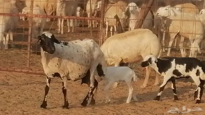 غنم رفيدية ميدية خلفات جروم جبرة 2 ضان رفد 13