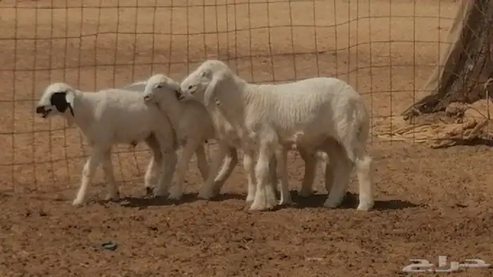 غنم حرية خلفات جروم طيبة بهمها جواهر 5 معها 5 3