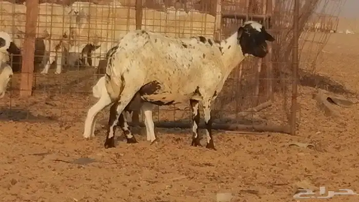 غنم رفيدية ميدية خلفات جروم جبرة 2 ضان رفد 2