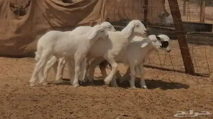 غنم حرية خلفات جروم طيبة بهمها جواهر 5 معها 5 44