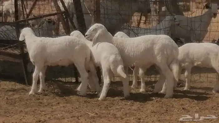 غنم حرية خلفات جروم طيبة بهمها جواهر 5 معها 5 39