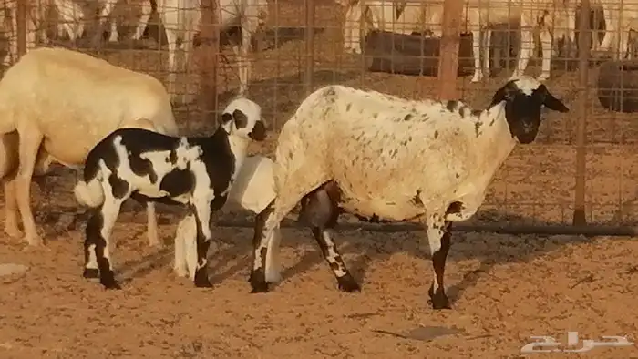 غنم رفيدية ميدية خلفات جروم جبرة 2 ضان رفد 10