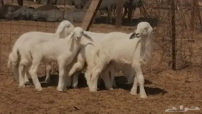 غنم حرية خلفات جروم طيبة بهمها جواهر 5 معها 5 17