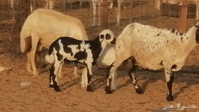 غنم رفيدية ميدية خلفات جروم جبرة 2 ضان رفد 16