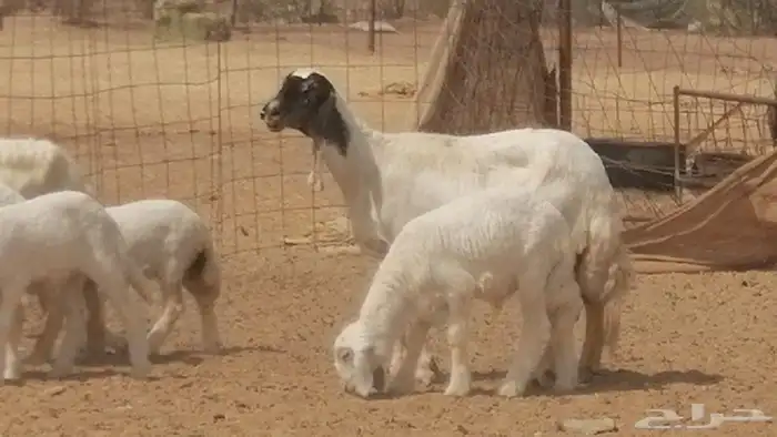 غنم حرية خلفات جروم طيبة بهمها جواهر 5 معها 5 20