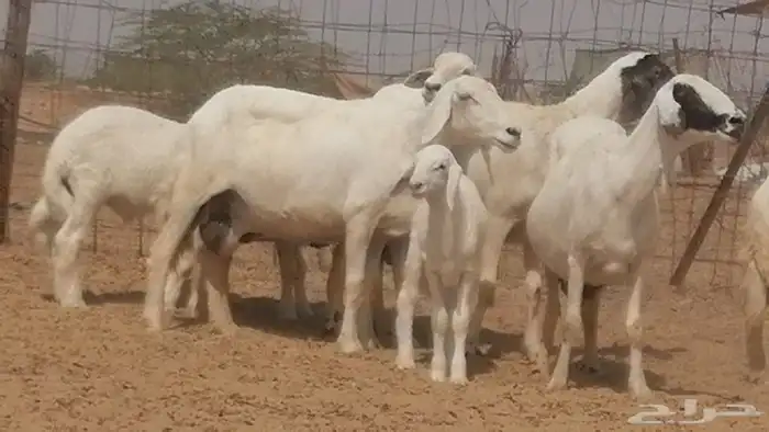 غنم حرية خلفات جروم طيبة بهمها جواهر 5 معها 5 24