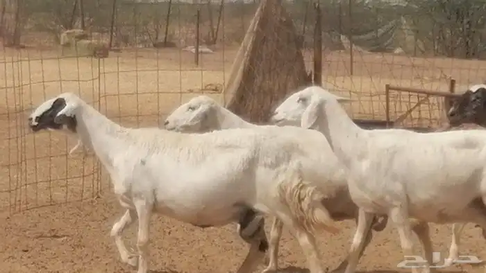 غنم حرية خلفات جروم طيبة بهمها جواهر 5 معها 5 22