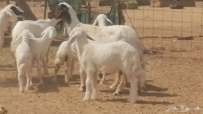 غنم حرية خلفات جروم طيبة بهمها جواهر 5 معها 5 11