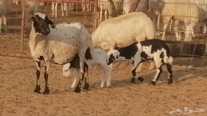 غنم رفيدية ميدية خلفات جروم جبرة 2 ضان رفد 17