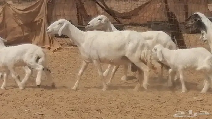 غنم حرية خلفات جروم طيبة بهمها جواهر 5 معها 5 5