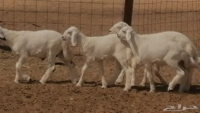 غنم حرية خلفات جروم طيبة بهمها جواهر 5 معها 5 41