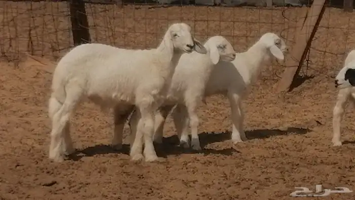 غنم حرية خلفات جروم طيبة بهمها جواهر 5 معها 5 37