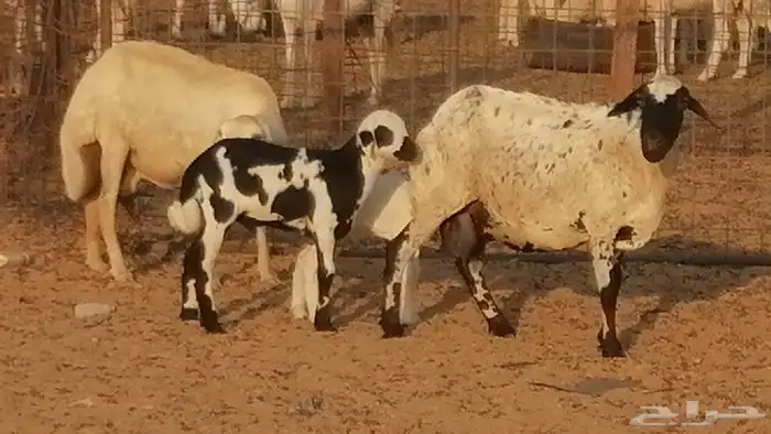 غنم رفيدية ميدية خلفات جروم جبرة 2 ضان رفد 22