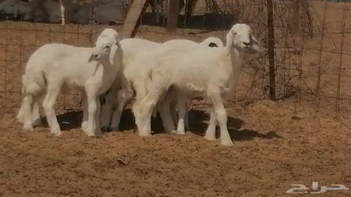 غنم حرية خلفات جروم طيبة بهمها جواهر 5 معها 5 19