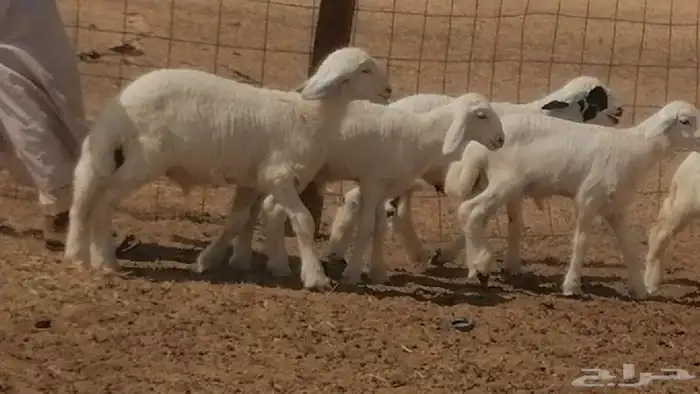 غنم حرية خلفات جروم طيبة بهمها جواهر 5 معها 5 40