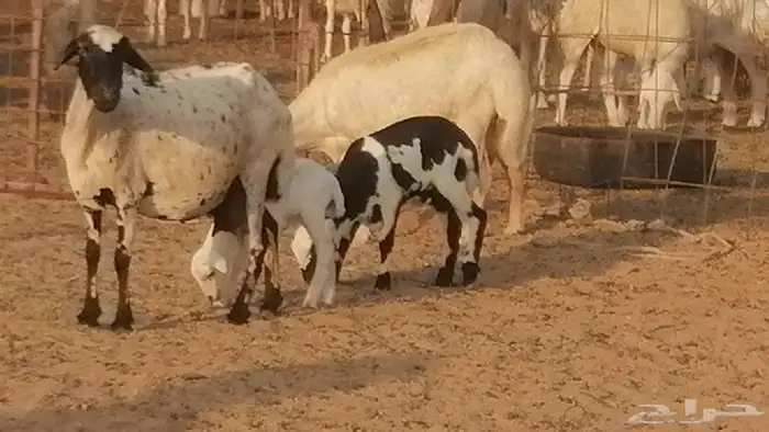 غنم رفيدية ميدية خلفات جروم جبرة 2 ضان رفد 21