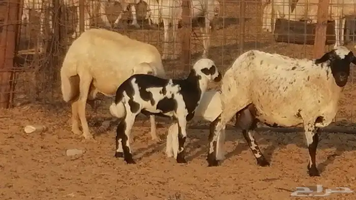 غنم رفيدية ميدية خلفات جروم جبرة 2 ضان رفد 12