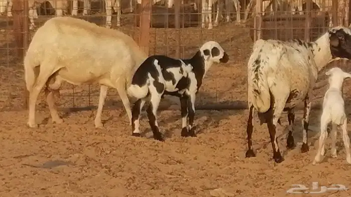 غنم رفيدية ميدية خلفات جروم جبرة 2 ضان رفد 1