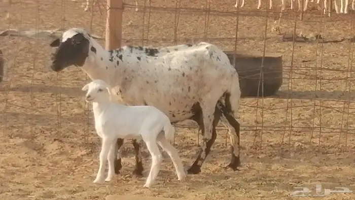 غنم رفيدية ميدية خلفات جروم جبرة 2 ضان رفد 0