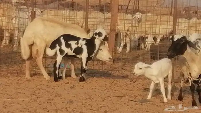 غنم رفيدية ميدية خلفات جروم جبرة 2 ضان رفد 11