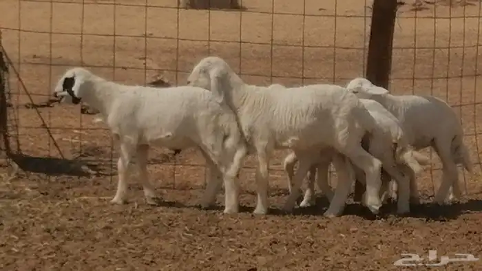 غنم حرية خلفات جروم طيبة بهمها جواهر 5 معها 5 1