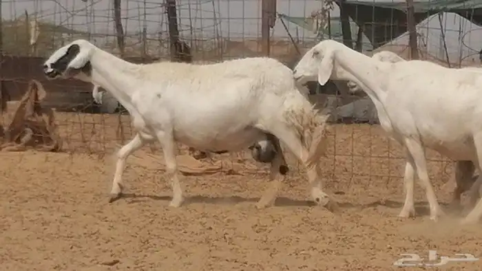 غنم حرية خلفات جروم طيبة بهمها جواهر 5 معها 5 33