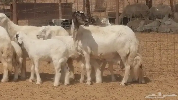 غنم حرية خلفات جروم طيبة بهمها جواهر 5 معها 5 23