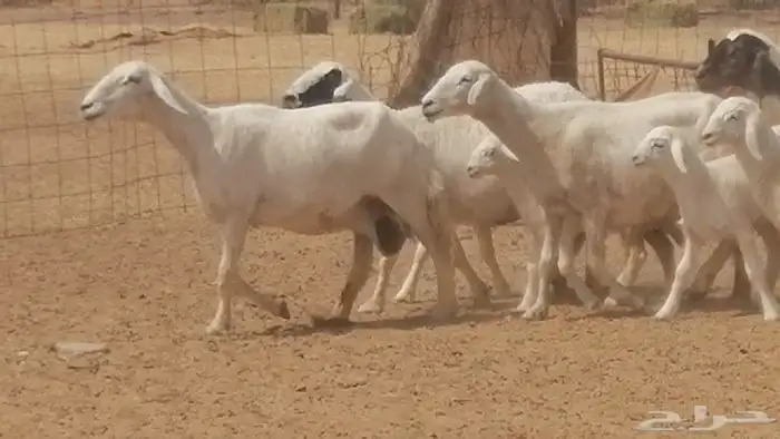 غنم حرية خلفات جروم طيبة بهمها جواهر 5 معها 5 7