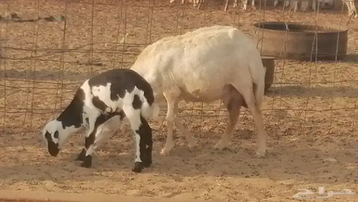 غنم رفيدية ميدية خلفات جروم جبرة 2 ضان رفد 3