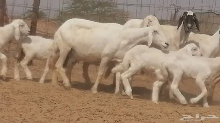 غنم حرية خلفات جروم طيبة بهمها جواهر 5 معها 5 26