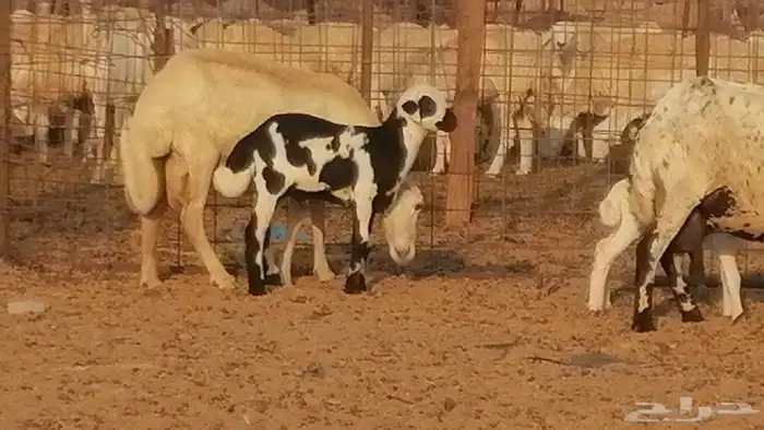 غنم رفيدية ميدية خلفات جروم جبرة 2 ضان رفد 7