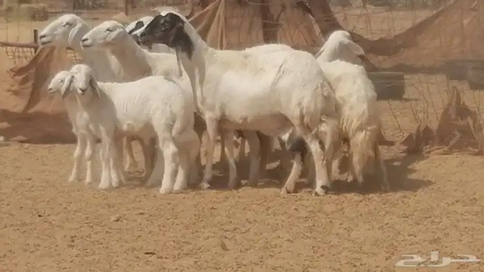 غنم حرية خلفات جروم طيبة بهمها جواهر 5 معها 5 9