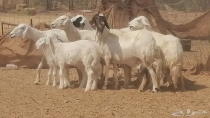 غنم حرية خلفات جروم طيبة بهمها جواهر 5 معها 5 0