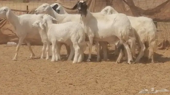 غنم حرية خلفات جروم طيبة بهمها جواهر 5 معها 5 6