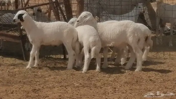 غنم حرية خلفات جروم طيبة بهمها جواهر 5 معها 5 42