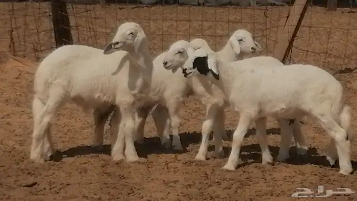 غنم حرية خلفات جروم طيبة بهمها جواهر 5 معها 5 38