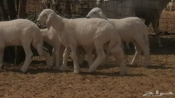 غنم حرية خلفات جروم طيبة بهمها جواهر 5 معها 5 31