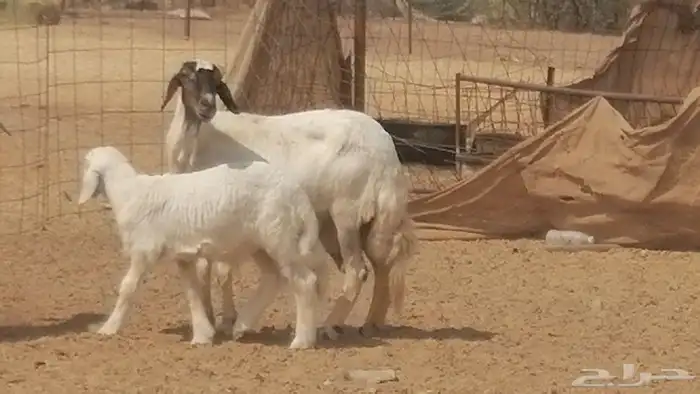 غنم حرية خلفات جروم طيبة بهمها جواهر 5 معها 5 29