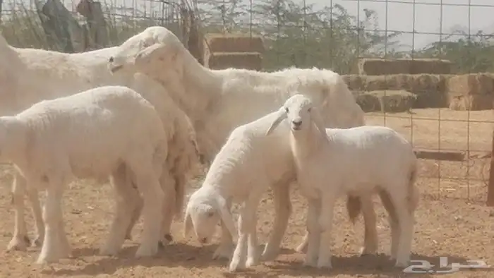 غنم حرية خلفات جروم طيبة بهمها جواهر 5 معها 5 13