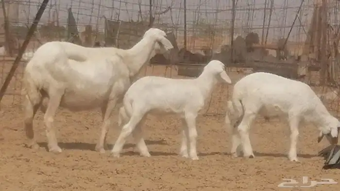 غنم حرية خلفات جروم طيبة بهمها جواهر 5 معها 5 30