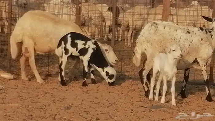 غنم رفيدية ميدية خلفات جروم جبرة 2 ضان رفد 4