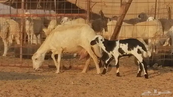 غنم رفيدية ميدية خلفات جروم جبرة 2 ضان رفد 20