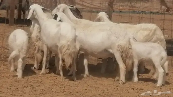 غنم حرية خلفات جروم طيبة بهمها جواهر 5 معها 5 10