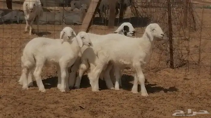 غنم حرية خلفات جروم طيبة بهمها جواهر 5 معها 5 18