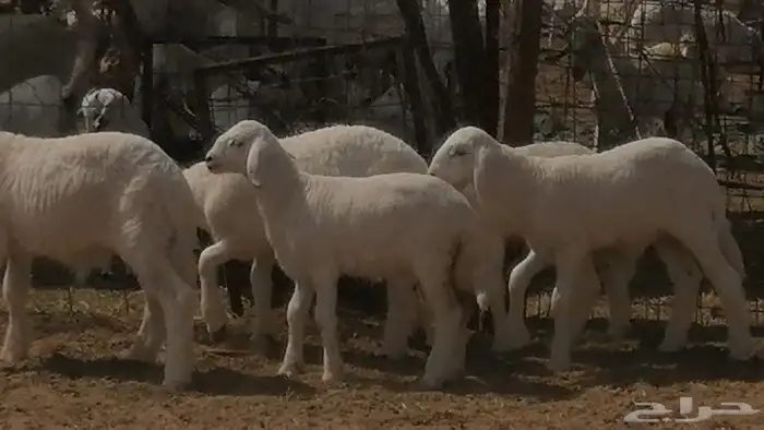 غنم حرية خلفات جروم طيبة بهمها جواهر 5 معها 5 34