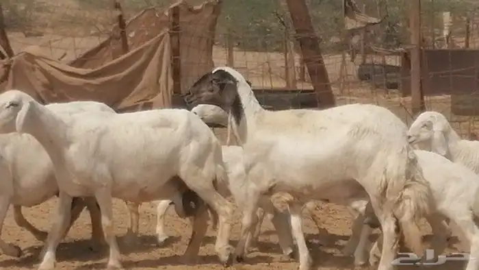 غنم حرية خلفات جروم طيبة بهمها جواهر 5 معها 5 28