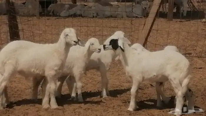 غنم حرية خلفات جروم طيبة بهمها جواهر 5 معها 5 32